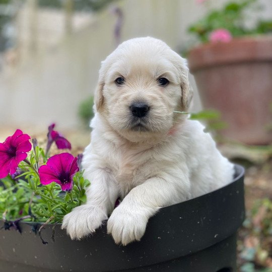 V'Kaly du Fond de la Noye Femelle Golden retriever