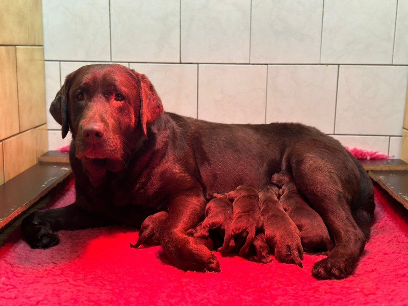 V'Néo du Fond de la Noye Mâle Retriever du Labrador V'Néo du Fond de la Noye Mâle Retriever du Labrador