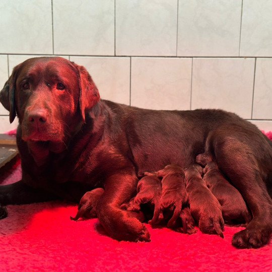V'Néo du Fond de la Noye Mâle Retriever du Labrador