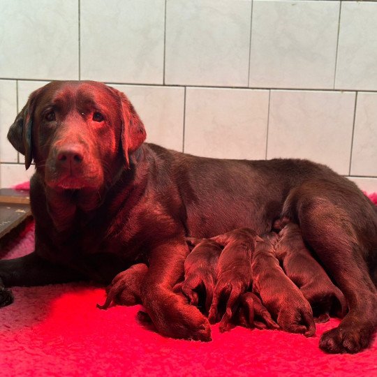 Vicky du Fond de la Noye Femelle Retriever du Labrador