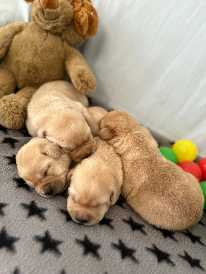 chiot (Portée Charlotte ❤ Ravel 2025) - Femelle sable du Fond de la Noye Femelle Retriever du Labrador chiot (Portée Charlotte ❤ Ravel 2025) - Femelle sable du Fond de la Noye Femelle Retriever du Labrador
