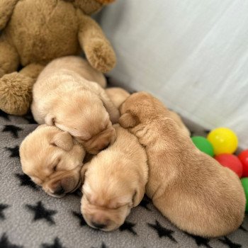 chiot (Portée Charlotte ❤ Ravel 2025) - Femelle sable du Fond de la Noye Femelle Retriever du Labrador