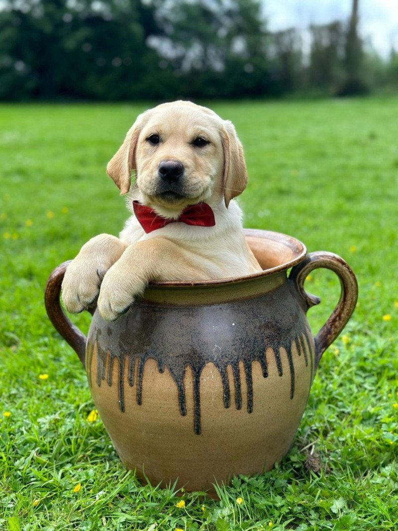 chiot (Portée Charlotte ❤ Ravel 2025) - Femelle sable du Fond de la Noye Femelle Retriever du Labrador chiot (Portée Charlotte ❤ Ravel 2025) - Femelle sable du Fond de la Noye Femelle Retriever du Labrador