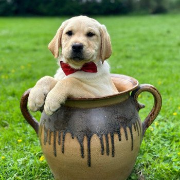 chiot (Portée Charlotte ❤ Ravel 2025) - Femelle sable du Fond de la Noye Femelle Retriever du Labrador