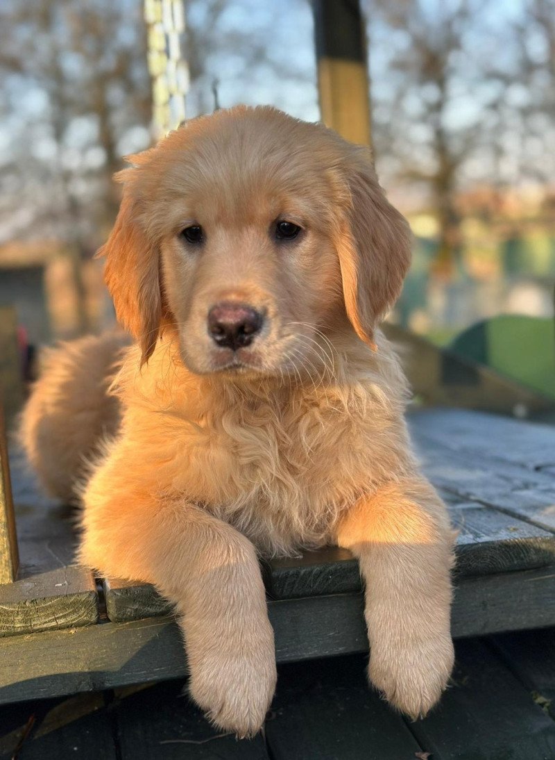 chiot (Portée Tahiti ❤ Bismark 2025) - Femelle fauve clair du Fond de la Noye Femelle Golden retriever chiot (Portée Tahiti ❤ Bismark 2025) - Femelle fauve clair du Fond de la Noye Femelle Golden retriever