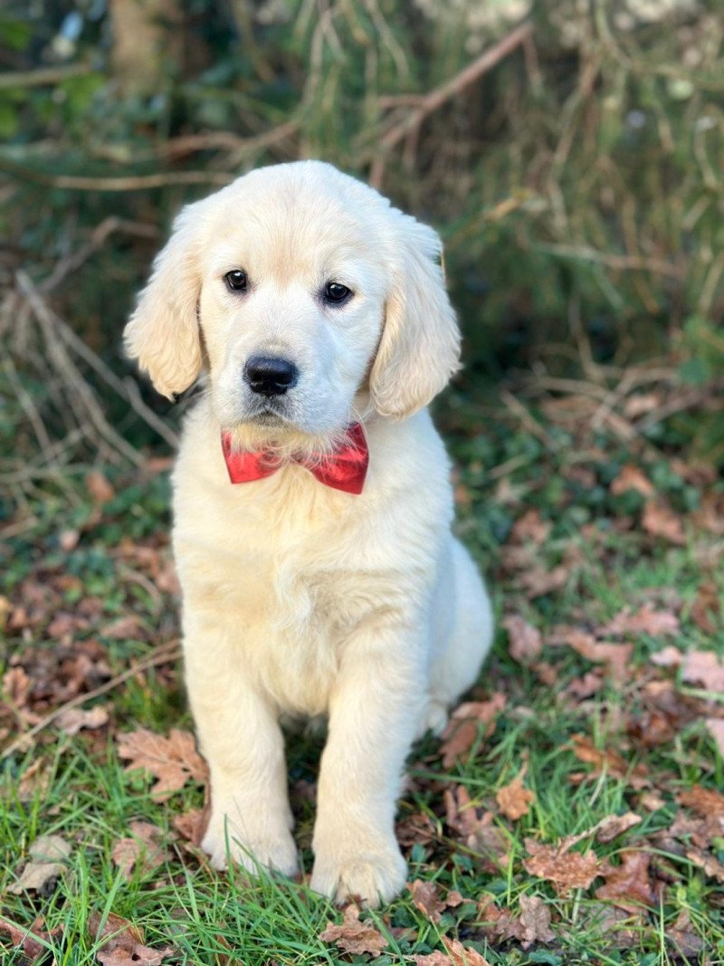 chiot (Portée Terre-Adélie ❤ Bismark 2025) - Mâle sable du Fond de la Noye Mâle Golden retriever