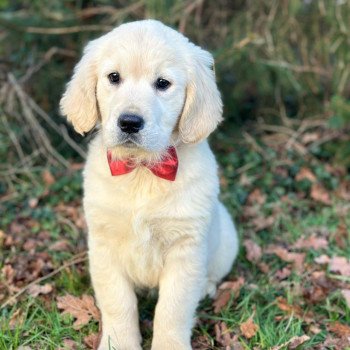 chiot Golden retriever sable élevage du Fond de la Noye