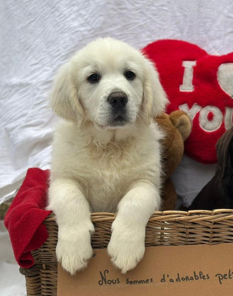 chiot (Portée Rusty ❤ Sailor 2025) - Femelle sable du Fond de la Noye Femelle Golden retriever chiot (Portée Rusty ❤ Sailor 2025) - Femelle sable du Fond de la Noye Femelle Golden retriever