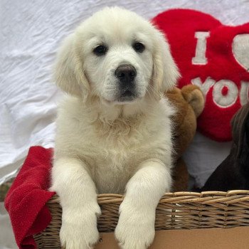 chiot (Portée Rusty ❤ Sailor 2025) - Femelle sable du Fond de la Noye Femelle Golden retriever