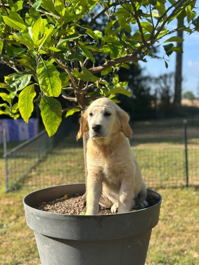 A'Moka du Fond de la Noye Femelle Golden retriever