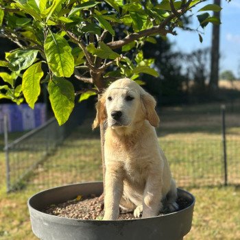 chiot Golden retriever sable chiot (Portée Rusty ❤ Sailor 2025) - Femelle sable élevage du Fond de la Noye chiot Golden retriever sable chiot (Portée Rusty ❤ Sailor 2025) - Femelle sable élevage du Fond de la Noye