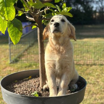 chiot Golden retriever sable chiot (Portée Rusty ❤ Sailor 2025) - Femelle sable élevage du Fond de la Noye chiot Golden retriever sable chiot (Portée Rusty ❤ Sailor 2025) - Femelle sable élevage du Fond de la Noye