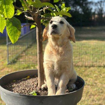 chiot Golden retriever sable chiot (Portée Rusty ❤ Sailor 2025) - Femelle sable élevage du Fond de la Noye chiot Golden retriever sable chiot (Portée Rusty ❤ Sailor 2025) - Femelle sable élevage du Fond de la Noye