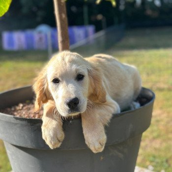 chiot Golden retriever sable chiot (Portée Rusty ❤ Sailor 2025) - Femelle sable élevage du Fond de la Noye chiot Golden retriever sable chiot (Portée Rusty ❤ Sailor 2025) - Femelle sable élevage du Fond de la Noye