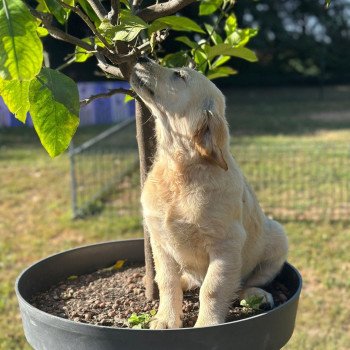 chiot Golden retriever sable chiot (Portée Rusty ❤ Sailor 2025) - Femelle sable élevage du Fond de la Noye chiot Golden retriever sable chiot (Portée Rusty ❤ Sailor 2025) - Femelle sable élevage du Fond de la Noye
