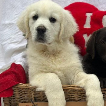chiot (Portée Rusty ❤ Sailor 2025) - Mâle sable du Fond de la Noye Mâle Golden retriever