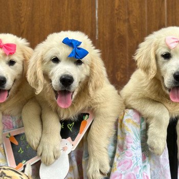 chiot Golden retriever sable chiot (Portée Rusty ❤ Sailor 2025) - Mâle sable élevage du Fond de la Noye chiot Golden retriever sable chiot (Portée Rusty ❤ Sailor 2025) - Mâle sable élevage du Fond de la Noye