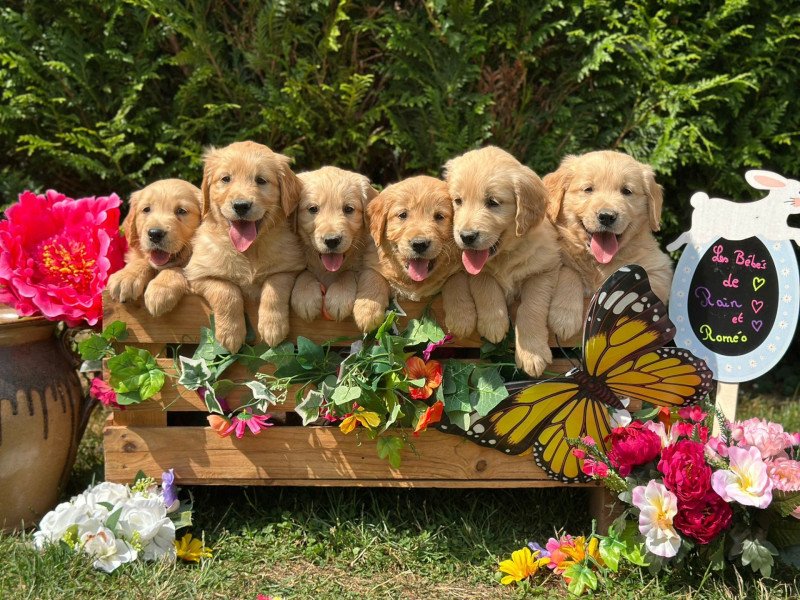 chiot (Portée Rainforest ❤ Roméo 2025) - Mâle fauve orangé du Fond de la Noye Mâle Golden retriever chiot (Portée Rainforest ❤ Roméo 2025) - Mâle fauve orangé du Fond de la Noye Mâle Golden retriever
