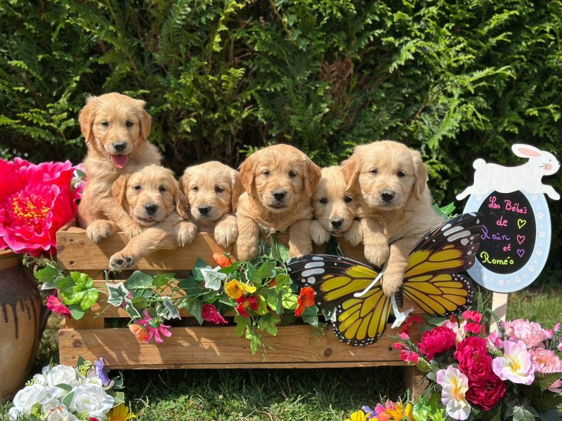 chiot (Portée Rainforest ❤ Roméo 2025) - Mâle fauve orangé du Fond de la Noye Mâle Golden retriever chiot (Portée Rainforest ❤ Roméo 2025) - Mâle fauve orangé du Fond de la Noye Mâle Golden retriever