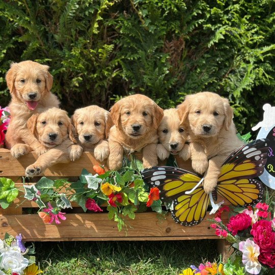 Amy du Fond de la Noye Mâle Golden retriever