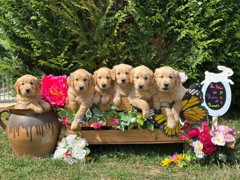 chiot (Portée Rainforest ❤ Roméo 2025) - Femelle fauve orangé du Fond de la Noye Femelle Golden retriever chiot (Portée Rainforest ❤ Roméo 2025) - Femelle fauve orangé du Fond de la Noye Femelle Golden retriever