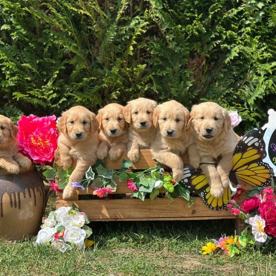 Aria du Fond de la Noye Femelle Golden retriever