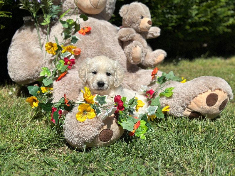 chiot (Portée Pistache ❤ Bismark 2025) - Femelle sable du Fond de la Noye Femelle Golden retriever