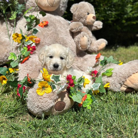 Ayane du Fond de la Noye Femelle Golden retriever