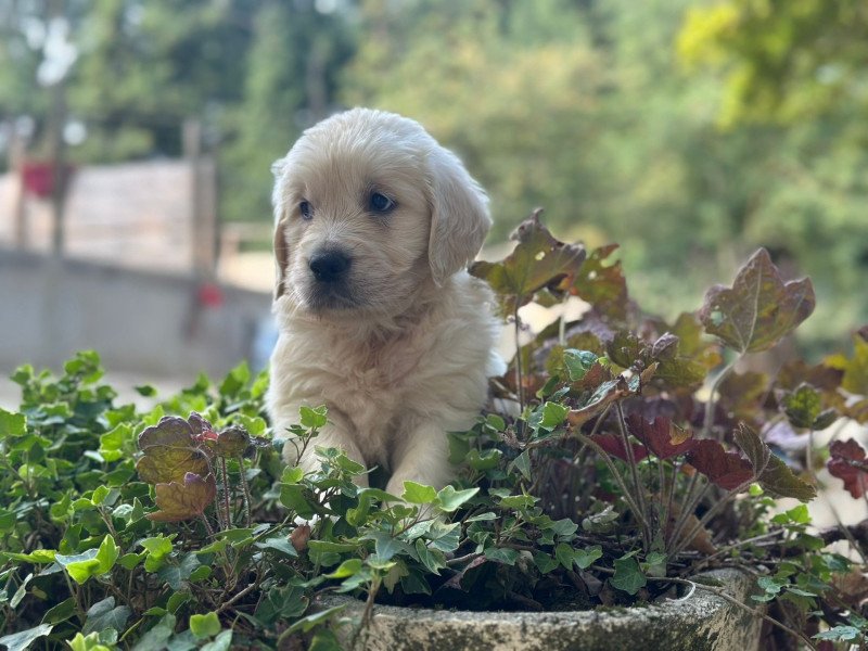 chiot (Portée Schweppes ❤ Bismark 2025) - Mâle sable du Fond de la Noye Mâle Golden retriever chiot (Portée Schweppes ❤ Bismark 2025) - Mâle sable du Fond de la Noye Mâle Golden retriever