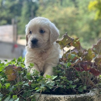 chiot Golden retriever sable élevage du Fond de la Noye chiot Golden retriever sable élevage du Fond de la Noye