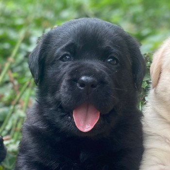 chiot Retriever du Labrador noir élevage du Fond de la Noye