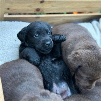 chiot Retriever du Labrador noir chiot (Portée Réglisse ❤ Louie 2025) - Mâle noir élevage du Fond de la Noye chiot Retriever du Labrador noir chiot (Portée Réglisse ❤ Louie 2025) - Mâle noir élevage du Fond de la Noye