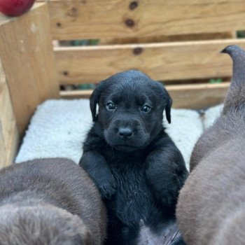 chiot Retriever du Labrador noir chiot (Portée Réglisse ❤ Louie 2025) - Mâle noir élevage du Fond de la Noye chiot Retriever du Labrador noir chiot (Portée Réglisse ❤ Louie 2025) - Mâle noir élevage du Fond de la Noye