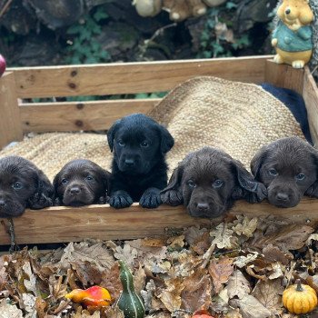 chiot Retriever du Labrador noir chiot (Portée Réglisse ❤ Louie 2025) - Mâle noir élevage du Fond de la Noye chiot Retriever du Labrador noir chiot (Portée Réglisse ❤ Louie 2025) - Mâle noir élevage du Fond de la Noye