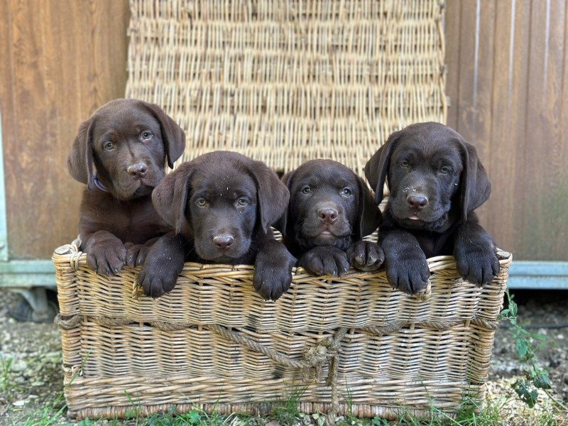 chiot (Portée Réglisse ❤ Louie 2025) - Femelle chocolat du Fond de la Noye Femelle Retriever du Labrador chiot (Portée Réglisse ❤ Louie 2025) - Femelle chocolat du Fond de la Noye Femelle Retriever du Labrador
