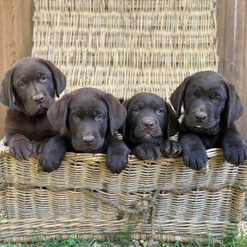chiot Retriever du Labrador chocolat élevage du Fond de la Noye chiot Retriever du Labrador chocolat élevage du Fond de la Noye