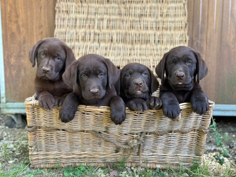 chiot (Portée Réglisse ❤ Louie 2025) - Femelle chocolat du Fond de la Noye Femelle Retriever du Labrador chiot (Portée Réglisse ❤ Louie 2025) - Femelle chocolat du Fond de la Noye Femelle Retriever du Labrador