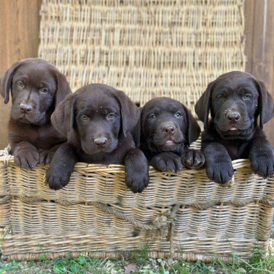 Aura du Fond de la Noye Femelle Retriever du Labrador