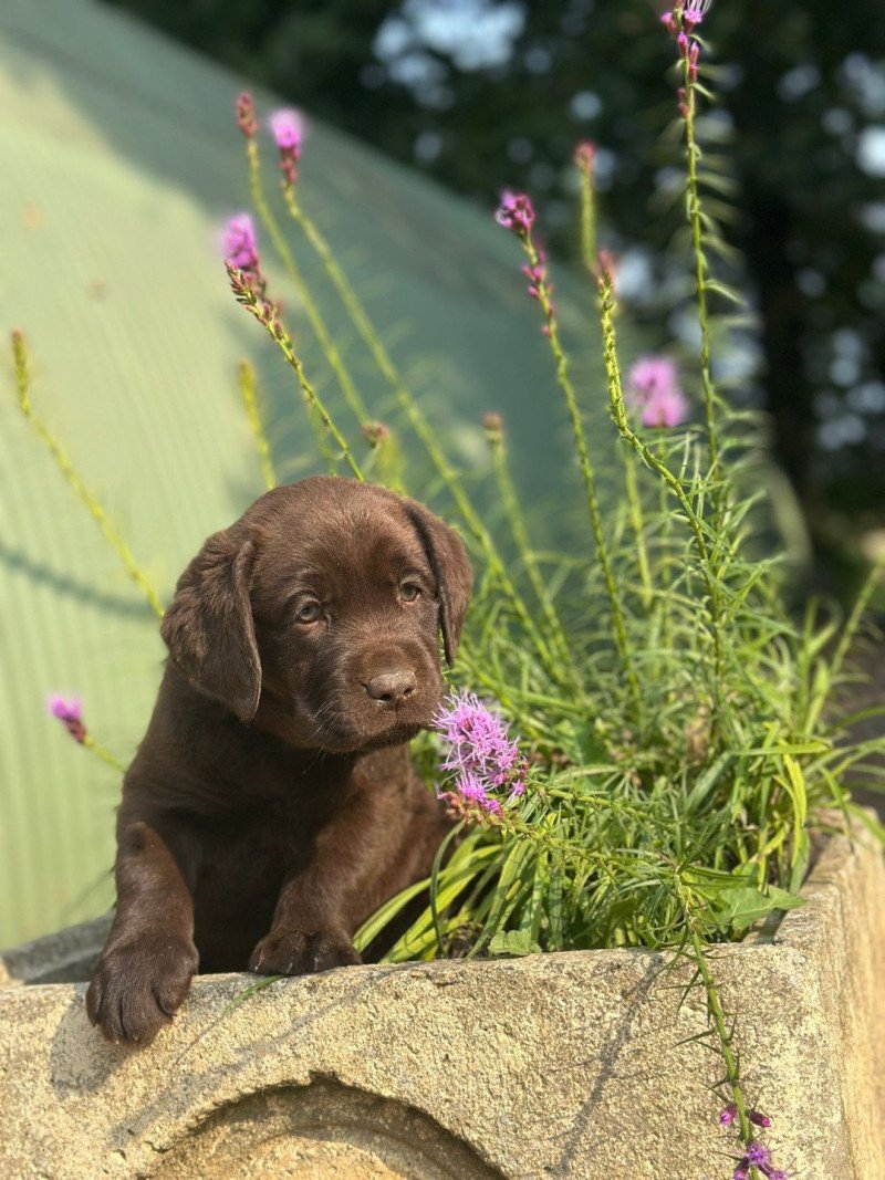 chiot (Portée Salsa ❤ Winston 2025) - Mâle chocolat du Fond de la Noye Mâle Retriever du Labrador