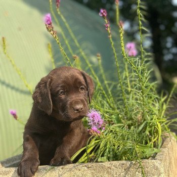 chiot Retriever du Labrador chocolat élevage du Fond de la Noye