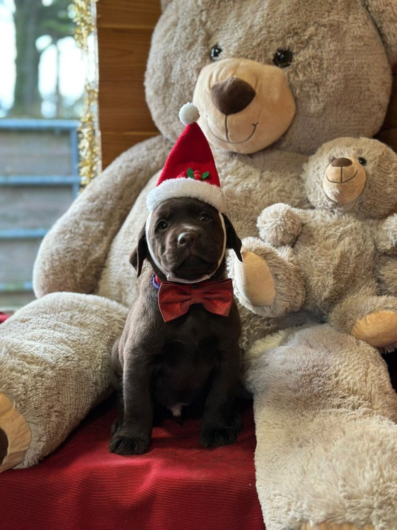 A'Oréo du Fond de la Noye Mâle Retriever du Labrador