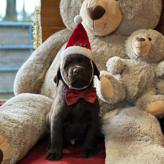 A'Oréo du Fond de la Noye Mâle Retriever du Labrador