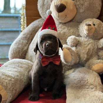 chiot Retriever du Labrador chocolat chiot (Portée Salsa ❤ Winston 2025) - Mâle chocolat élevage du Fond de la Noye