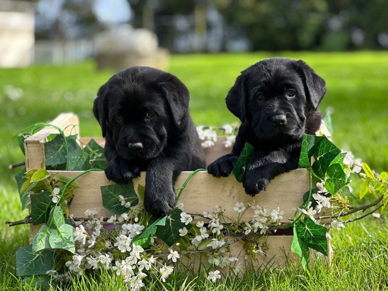 chiot (Portée Tallinn ❤ George 2026) - Mâle noir du Fond de la Noye Mâle Retriever du Labrador