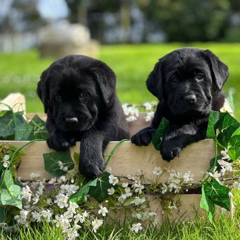 chiot Retriever du Labrador noir élevage du Fond de la Noye