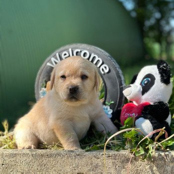 chiot Retriever du Labrador sable élevage du Fond de la Noye