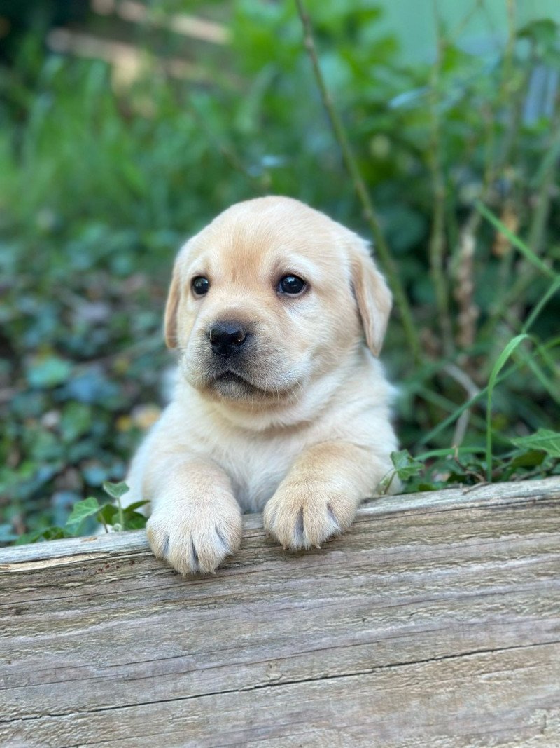 chiot (Portée Tallinn ❤ George 2026) - Mâle sable du Fond de la Noye Mâle Retriever du Labrador