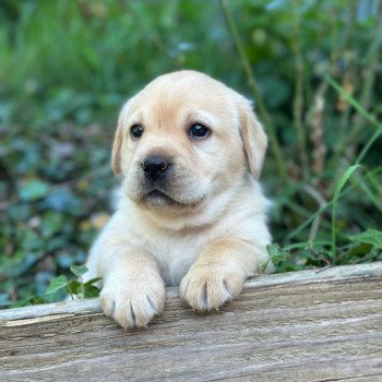 chiot Retriever du Labrador sable chiot (Portée Tallinn ❤ George 2026) - Mâle sable élevage du Fond de la Noye