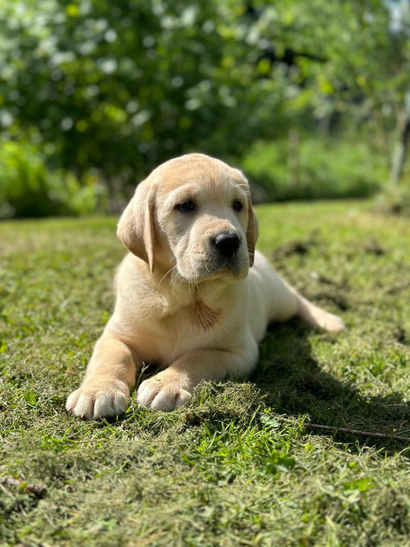 B'Max du Fond de la Noye Mâle Retriever du Labrador