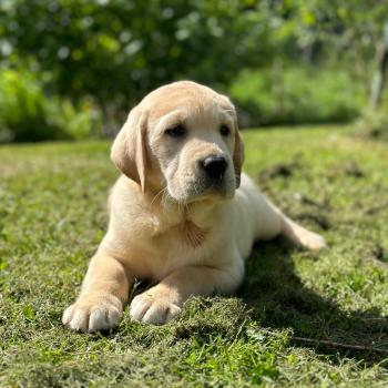 chiot Retriever du Labrador sable chiot (Portée Tallinn ❤ George 2026) - Mâle sable élevage du Fond de la Noye